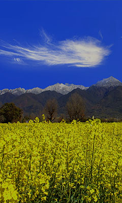 香格里拉獎勵旅游活動策劃方案書