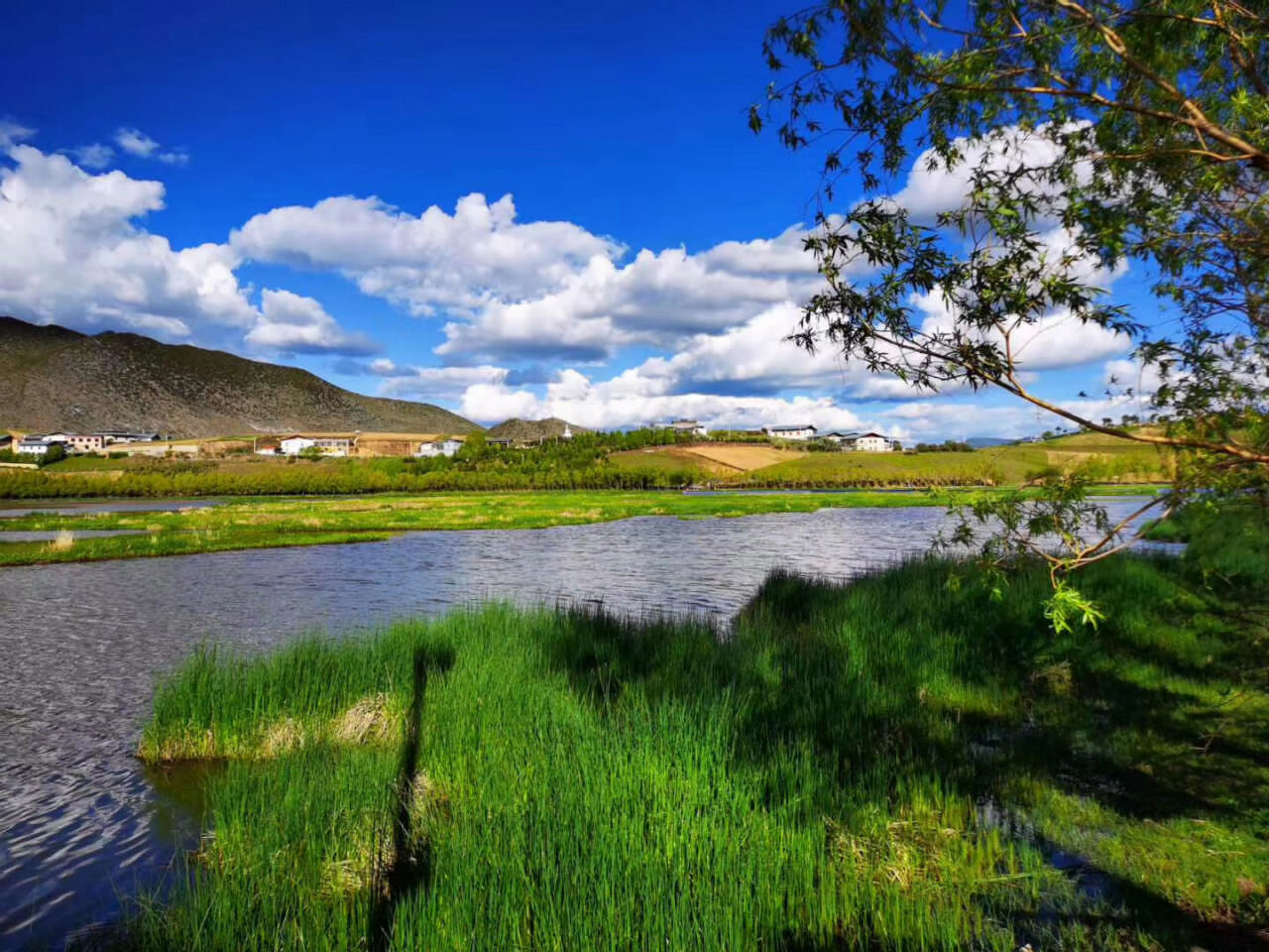 云南迪慶香格里拉納帕海景區美麗的秋天風景 與紅葉交織高原之美
